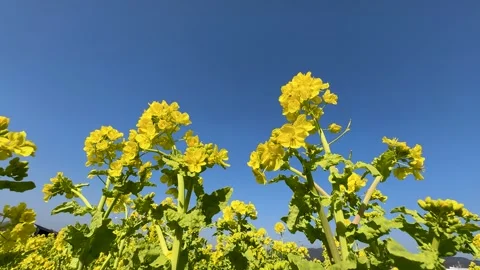 4K video of rape blossoms in blue sky. Stock Footage 297375170