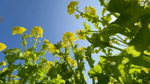 4K video of rape blossoms in blue sky. Stock Footage 300274633