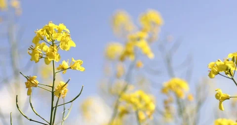 4K video Rape on the field in summer. Bright Yellow rapeseed oil. Stock Footage 89444696