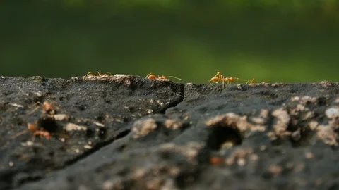 4k video of red ant on stone background Video stock 126402080