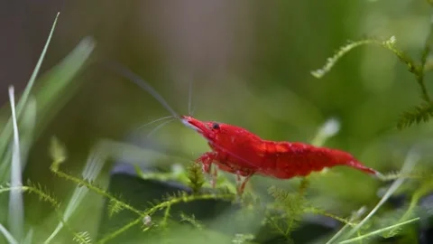 4K Video of Red Cherry Shrimp or Neocaridina feeding on moss Stock Footage 156586234