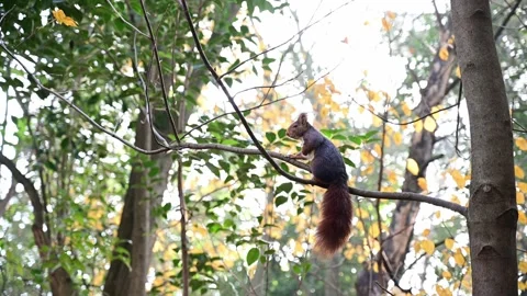 4k video of a red squirrel on a tree branch. Campo Grande Park in Valladolid Stock Footage 168927949
