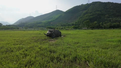 4K video of relaxing buffalo lying on grass meadow under warm sunlight Stock Footage 314568428