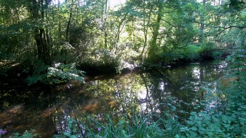 4K video of River Bela Flowing through tree lined bankings Stock Footage 132024579