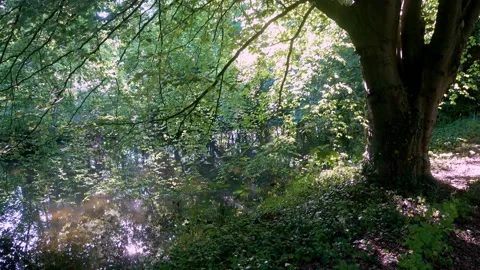 4K video of River Bela Flowing through tree lined bankings Stock Footage 132030871