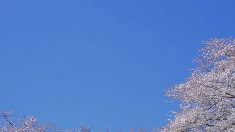 4K video of a row of cherry blossom trees shot from a low angle and tilt down. Stock Footage 260520085