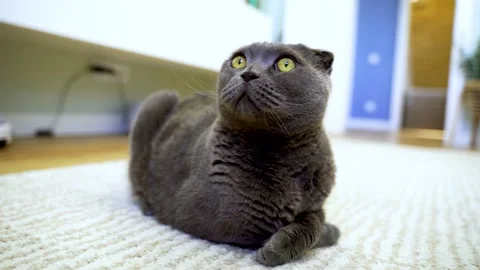 4k video. The Scottish Fold Cat sits in the living room Stock Footage 155843052
