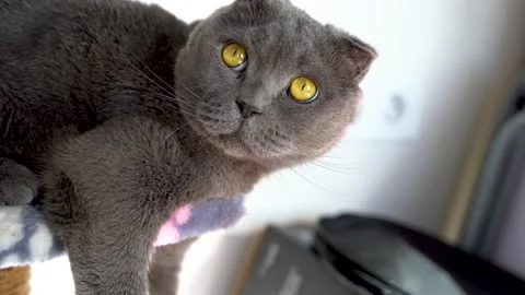 4k video. The Scottish Fold Cat sits in the living room Stock Footage 155843123
