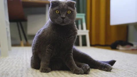 4k video. The Scottish Fold Cat sits in the living room Stock Footage 155843313