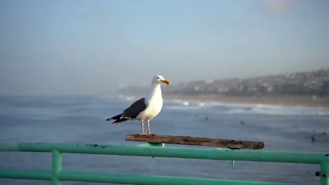 4k video. A seagull sits on the pier in Los Angeles Stock Footage