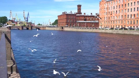4k video. Seagulls fly over the river in St. Petersburg Stock Footage 155649186