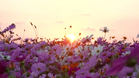 4K video of the setting sun behind a cosmos field. Stock Footage 283796981