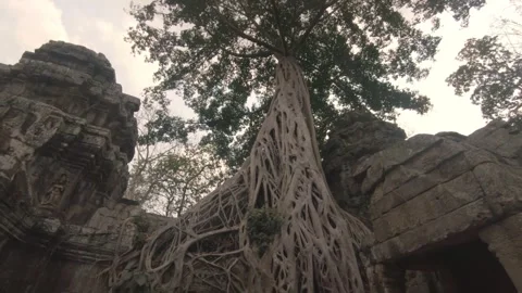 4K Video Silk Cotton Tree Roots Overgrowing Ta Prohm Temple Angkor Stock Footage 330423760