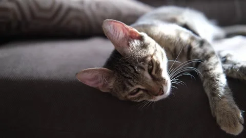 4k video of a silly tiger kitten playing on the couch in the living room, in the Stock Footage 263036865
