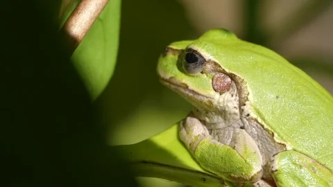 4K video of a sleeping frog. Stock Footage 267527575