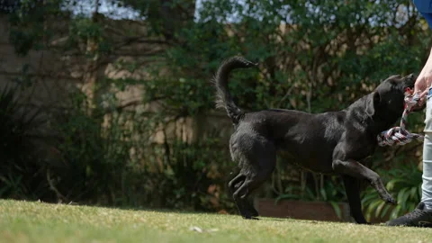 4K video in Slow Motion of a Mix breed Rottweiler cross Boerboel playing Stock Footage 206489609