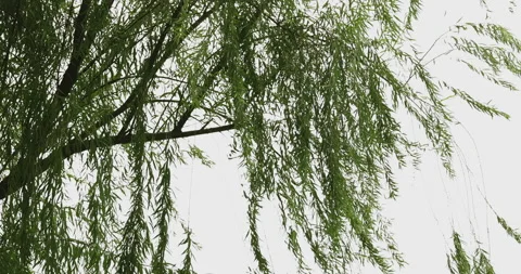 4K video Slow motion Moving Bamboo in the wind. Japanese and zen natural styl Stock Footage 212061857