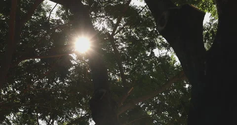 Tree Sunlight Stock Videos – Royalty-Free HD & 4K Videos | Pond5