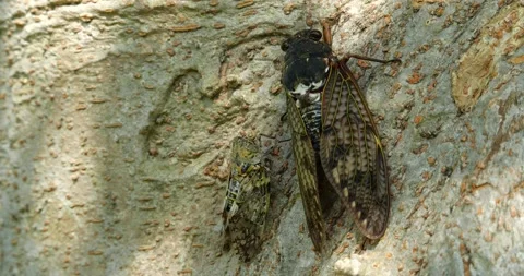 4K video of small and large cicadas. Stock Footage 194595432