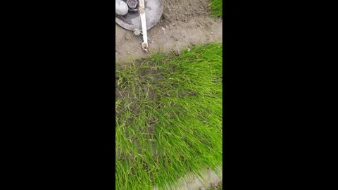 4K Video of small onion plants for seeding. Stock Footage 296400205