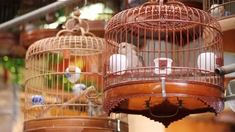 4K Video of a Small Songbird Inside a Traditional Style Metal Birdcage Stock Footage 332157588