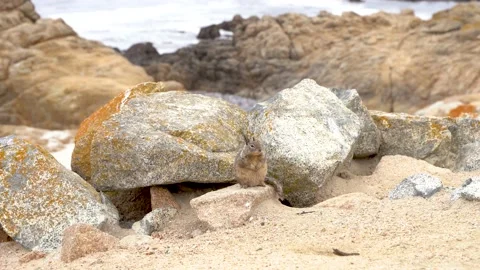 4k video. A small squirrel sits on rocks in Big Sur, California Stock Footage 154354672