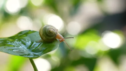 4K video of snails. Stock Footage 179987838