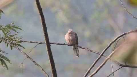 4k video of a spotted dove without editing. Stock Footage 330106617