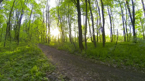 4K!!! video. Spring forest at dawn. Timelapse. Stock Footage 37734738