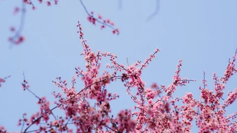 4K Video of Spring Landscape with Cherry Blossoms Stock Footage 319672264