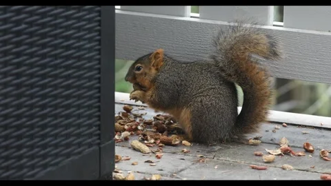 4k video of squirrel eating peanuts in patio Video stock 296738208