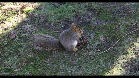 4k video of squirrel eating peanuts on grassy ground Stock Footage 296738357