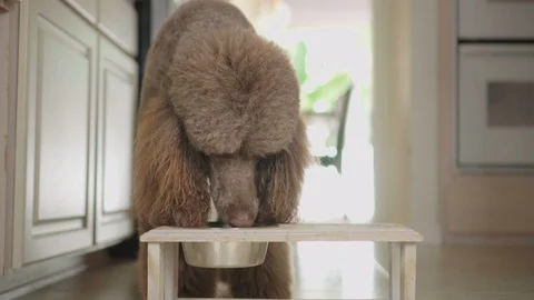 4K Video of Standard Poodle drinking water from a bowl in the kitchen Vídeos de archivo 90357480