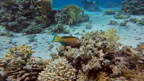 4k video of a Steephead Parrotfish (Chlorurus microrhinos) in the Red Sea, Egypt 動画素材 242795366