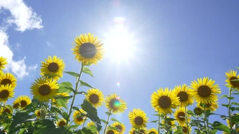 4K video of sunflowers backlit. Stock Footage 306284729