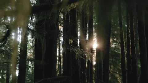 4K video of sunrise between trees in the forest Stock Footage 276633305