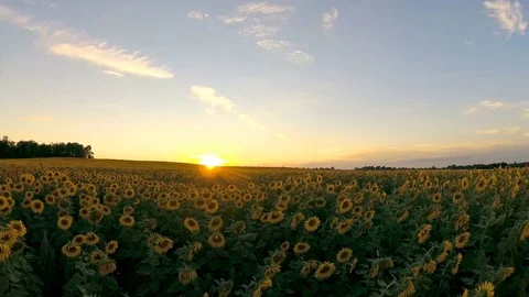 4K Video. Sunset over a Sunflowers. Stock Footage 79210132