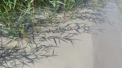 4K video of texture of sand with pattern shadows of dunes grass at sea. Stock Footage 204638163