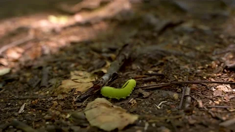 4k video. A thick green caterpillar tries to hide under a leaf Stock Footage 157490796