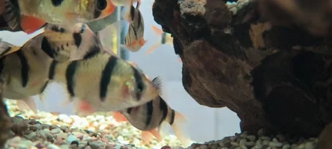 4K Video of Tiger Barbs Over Gravel in Freshwater Aquarium. Aquarium Fish Stock Footage 314394039