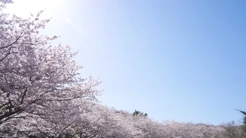 4K video of tilt-up shot of rows of cherry trees. Stock Footage 217411995