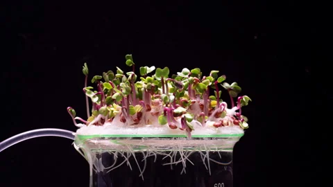 4k video with a time lapse of the growth of microgreens - radishes, indoors on Stock Footage 273198994