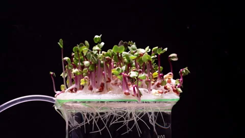 4k video with a time lapse of the growth of microgreens - radishes, indoors on Stock Footage 274465215