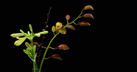 4K Video time lapse of a yellow Cymbidium Orchard and yellow lilies blooming Stock Footage 210233210