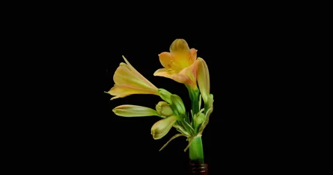 4K Video time lapse of a yellow  yellow lilies blooming and opening up Stock Footage 210241749