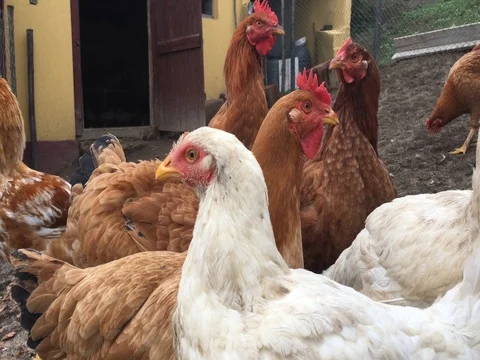 4k video of a tiny chicken farm in Romania Stock Footage 71183191