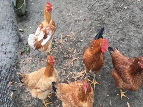 4k video of a tiny chicken farm in Romania Stock Footage 71183368