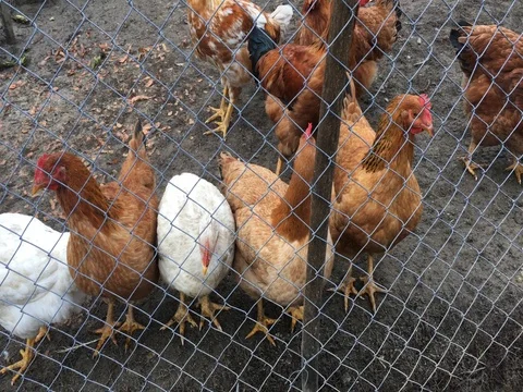 4k video of a tiny chicken farm in Romania Stock Footage 71183380