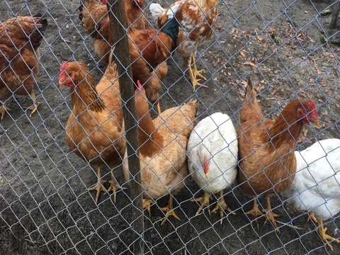 4k video of a tiny chicken farm in Romania 動画素材 71183429