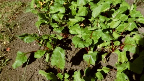 4k video, top view of beetroot growing in the garden with large green-red leaves Stock Footage 282999367
